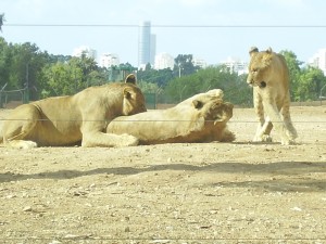 טיפול בילדים אשדוד